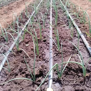 16mm System Flat Dripper Line Farm for Agriculture Drip Irrigation Tape 15 Hectare Drip Irrigation for Corn Onion